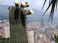 Echinopsis terscheckii