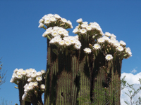 Echinopsis terscheckii