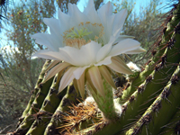 Echinopsis terscheckii