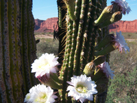 Echinopsis terscheckii