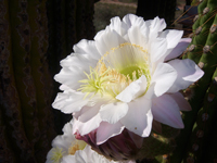 Echinopsis terscheckii