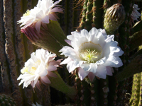 Echinopsis terscheckii