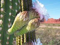 Echinopsis terscheckii