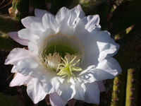 Echinopsis terscheckii