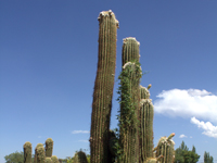 Echinopsis terscheckii