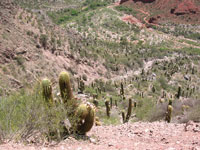 Echinopsis terscheckii