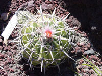 Echinocactus texensis