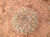 Echinocactus texensis