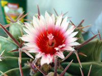 Echinocactus texensis