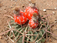 Echinocactus texensis