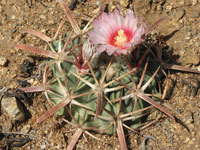 Echinocactus texensis