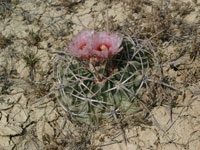 Echinocactus texensis