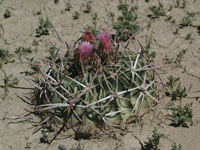 Echinocactus texensis