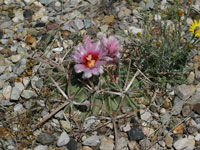 Echinocactus texensis