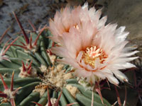 Echinocactus texensis