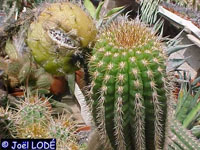 Echinopsis thelegonoides