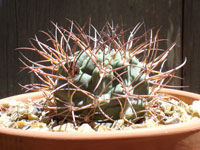 Echinopsis thionantha