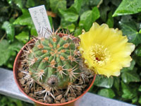 Echinopsis thionantha