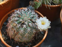 Echinopsis thionantha