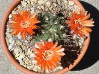 Echinopsis thionantha