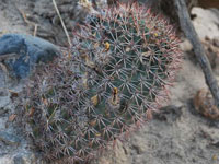 Echinopsis thionantha