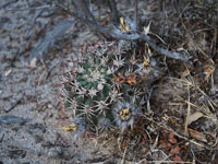 Echinopsis thionantha