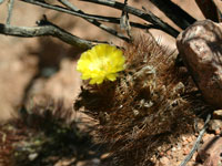 Echinopsis thionantha