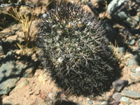 Echinopsis thionantha