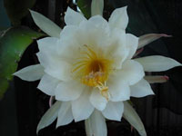 Epiphyllum thomasianum