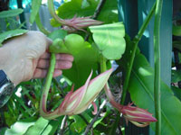 Epiphyllum thomasianum