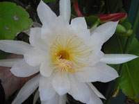 Epiphyllum thomasianum