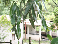 Epiphyllum thomasianum