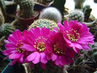 Echinopsis tiegeliana