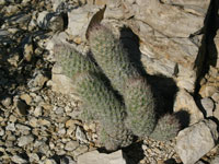 Escobaria tuberculosa