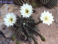 Echinopsis tubiflora