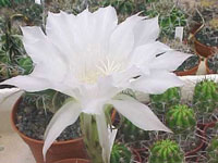 Echinopsis tubiflora