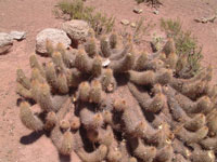 Echinopsis vatteri