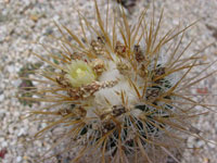 Stenocactus vaupelianus