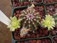 Echinocereus viridiflorus