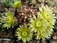 Echinocereus viridiflorus