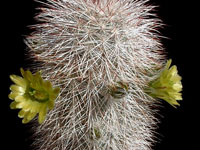 Echinocereus viridiflorus