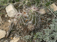 Echinocereus viridiflorus