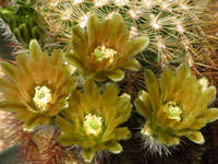 Echinocereus viridiflorus