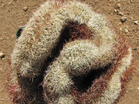 Echinocereus viridiflorus