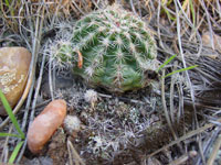 Echinocereus viridiflorus