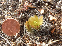 Echinocereus viridiflorus