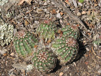 Echinocereus viridiflorus