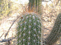 Echinopsis x cabrerae