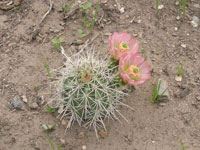 Echinocereus x roetteri