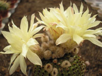 Frailea chiquitana